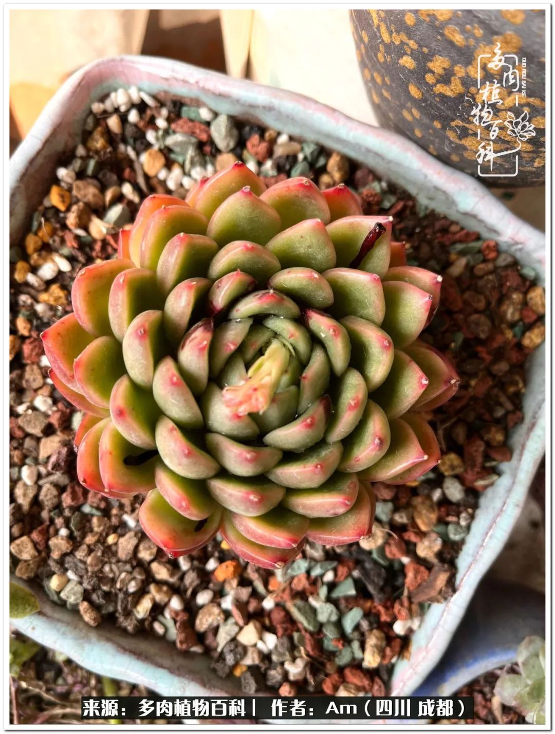 多肉小盆友生活多姿多彩,多肉小精灵福享不停