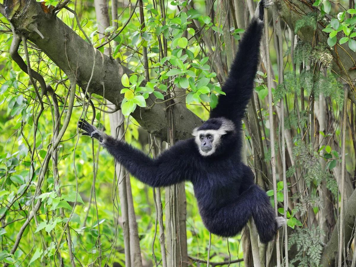 广州长隆野生动物世界有大象吗,广州长隆野生动物世界有多少动物