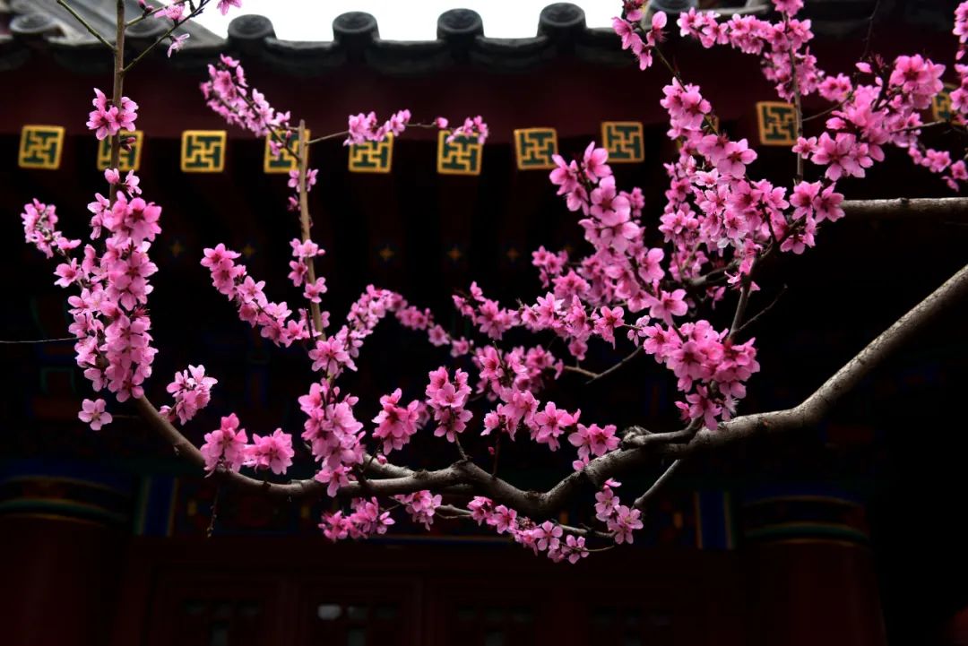 春日来信,春日来信与美好不期而遇