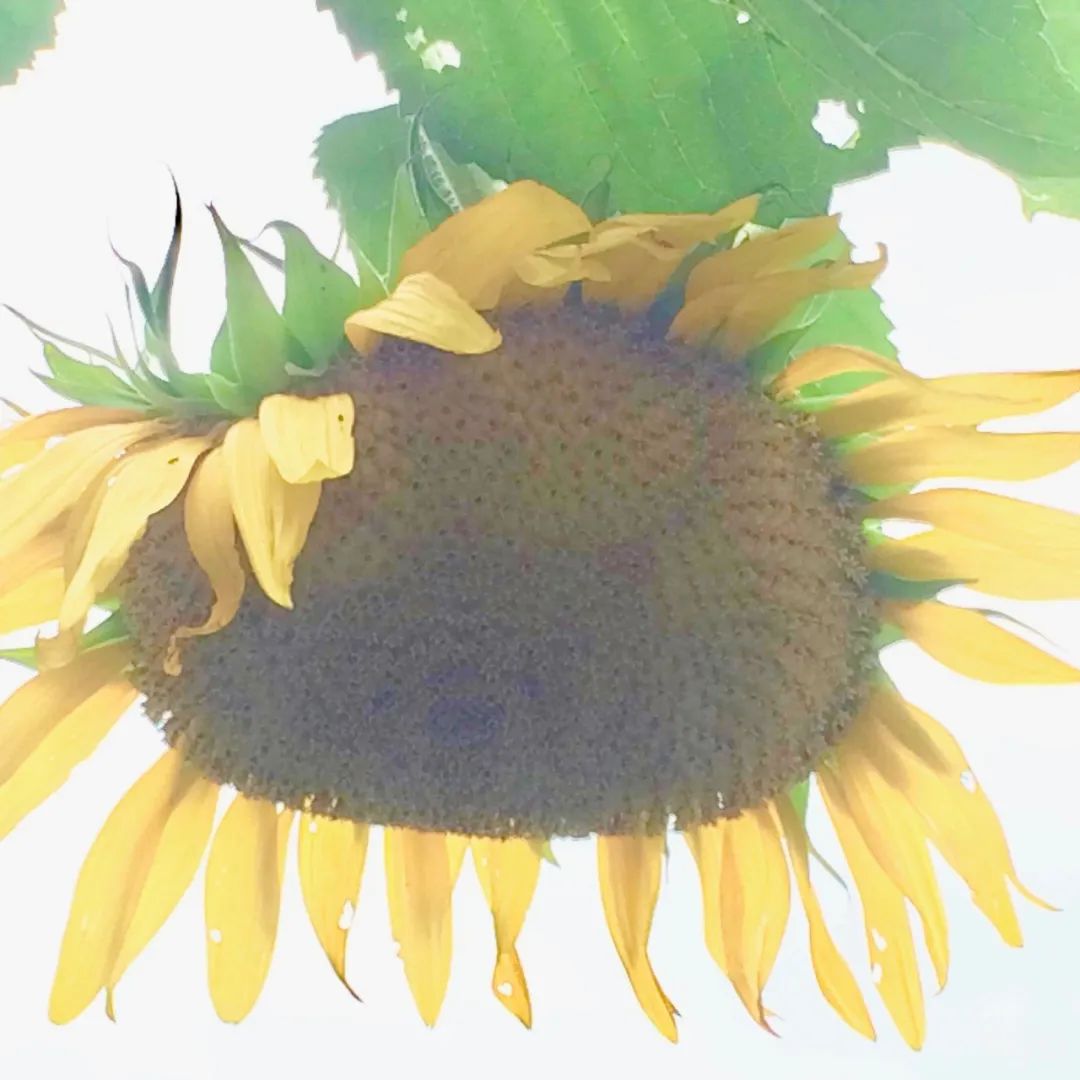 向日葵花是向着太阳开吗,为什么向日葵朝着太阳开花