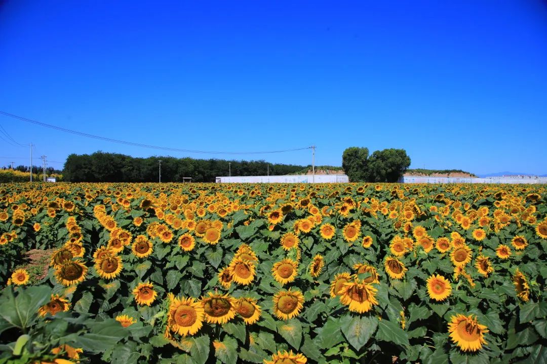 北京周边的向日葵花海,顺义向日葵花海