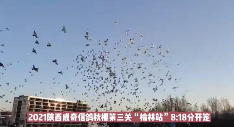 国际公棚鸽王赛,2022国际鸽联