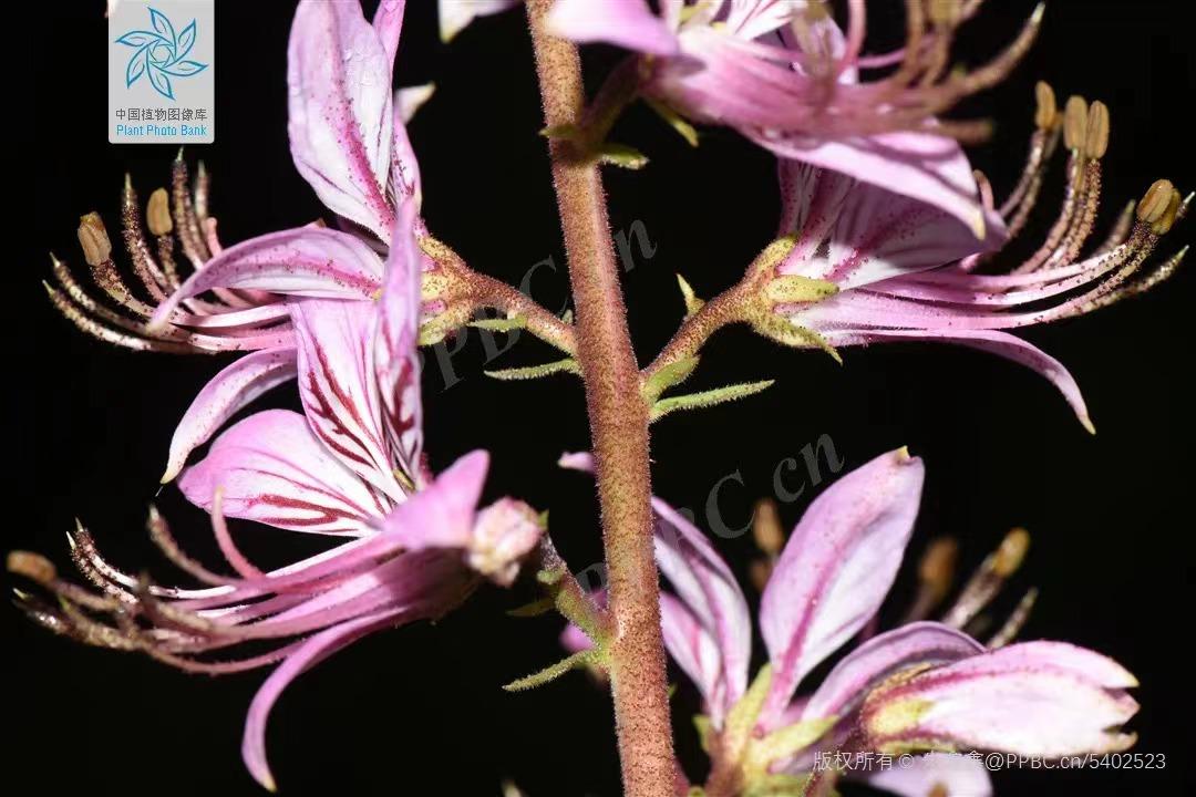 皮肤清热解毒祛湿中药方,白鲜皮和哪种中药配治疗皮肤湿疹