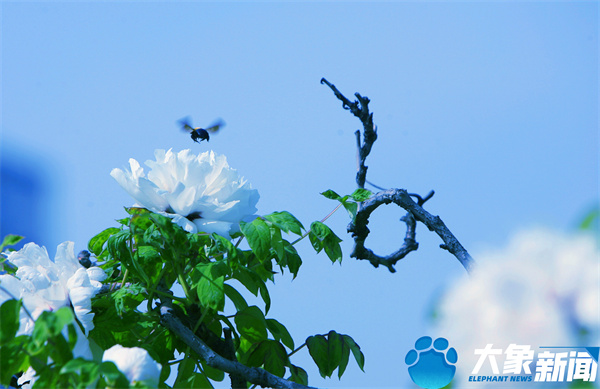 花开时节动京城最美不过洛阳城,四月洛阳美如画千年帝都是花城