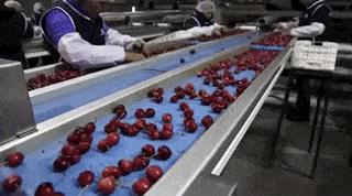 1斤*口车进**厘子卖百元，2分钟带你了解智利种植背后的黑科技，啥样