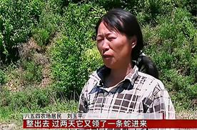 黑龙江女子养了20多条蛇,黑龙江女子养蛇