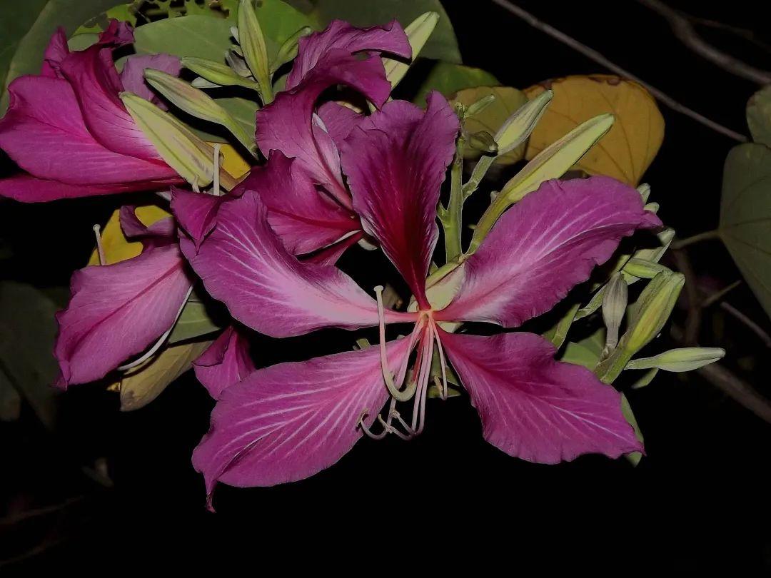 南方人爱不够的紫荆花，北方人懵了：“这哪儿是紫荆花啊？”