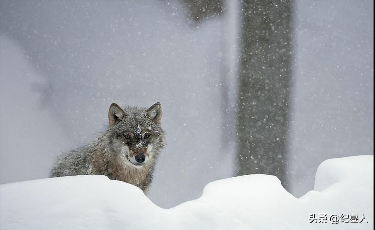 64年勘测队遭遇凶猛狼群，战士心软投喂食物，头狼带群狼前来报恩