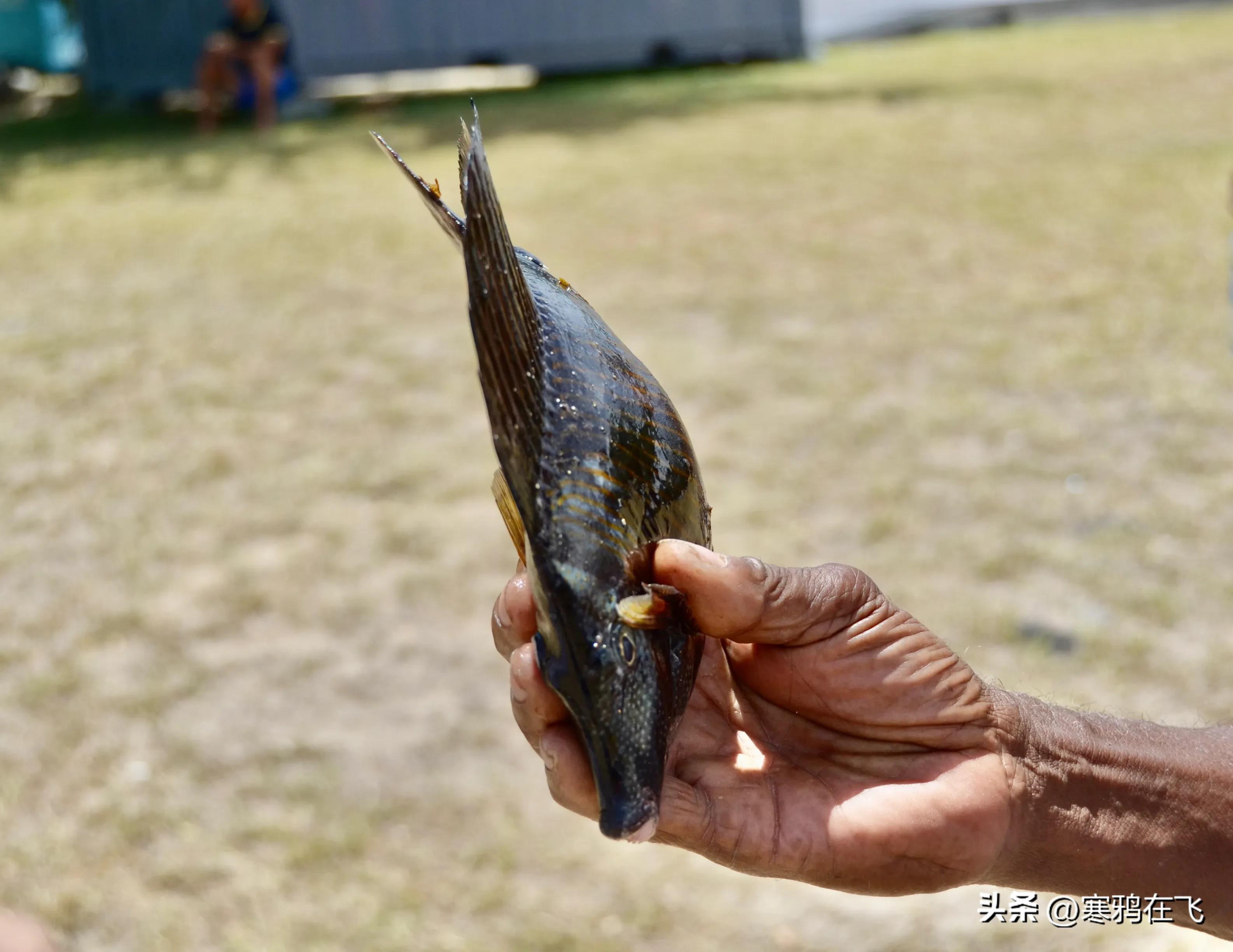 毛里求斯鹦鹉灭绝时间,毛里求斯有许多渡渡鸟吗