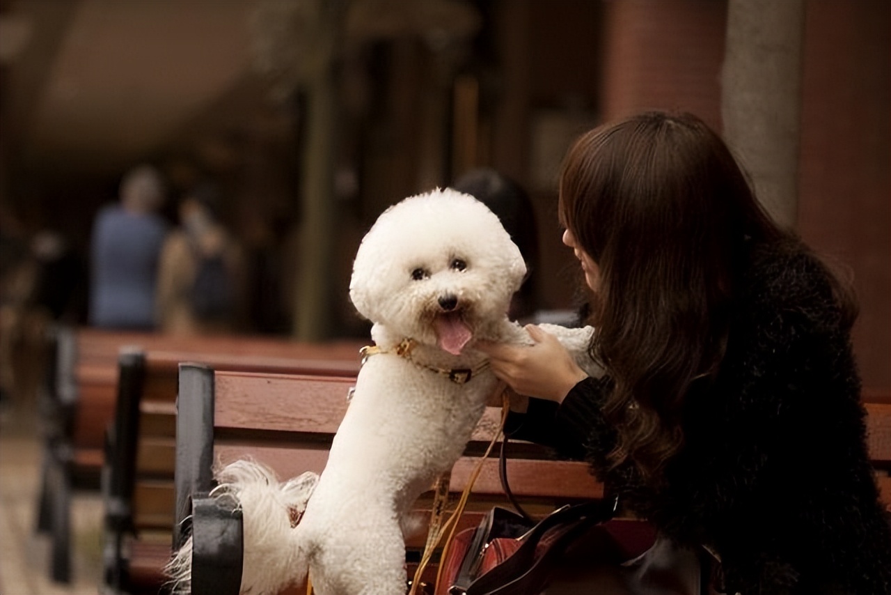 三四个月的比熊有什么表现,7个月的比熊应该是什么样的