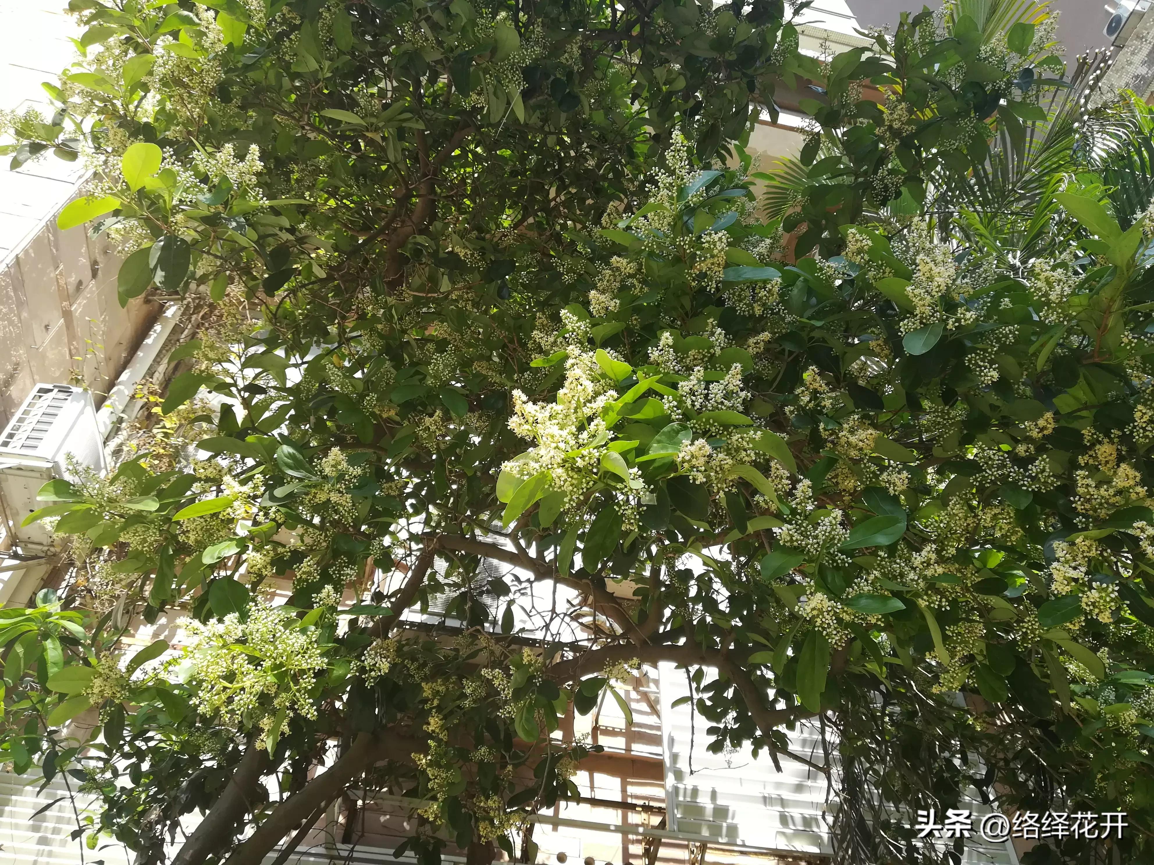 珊瑚树,珊瑚树图片