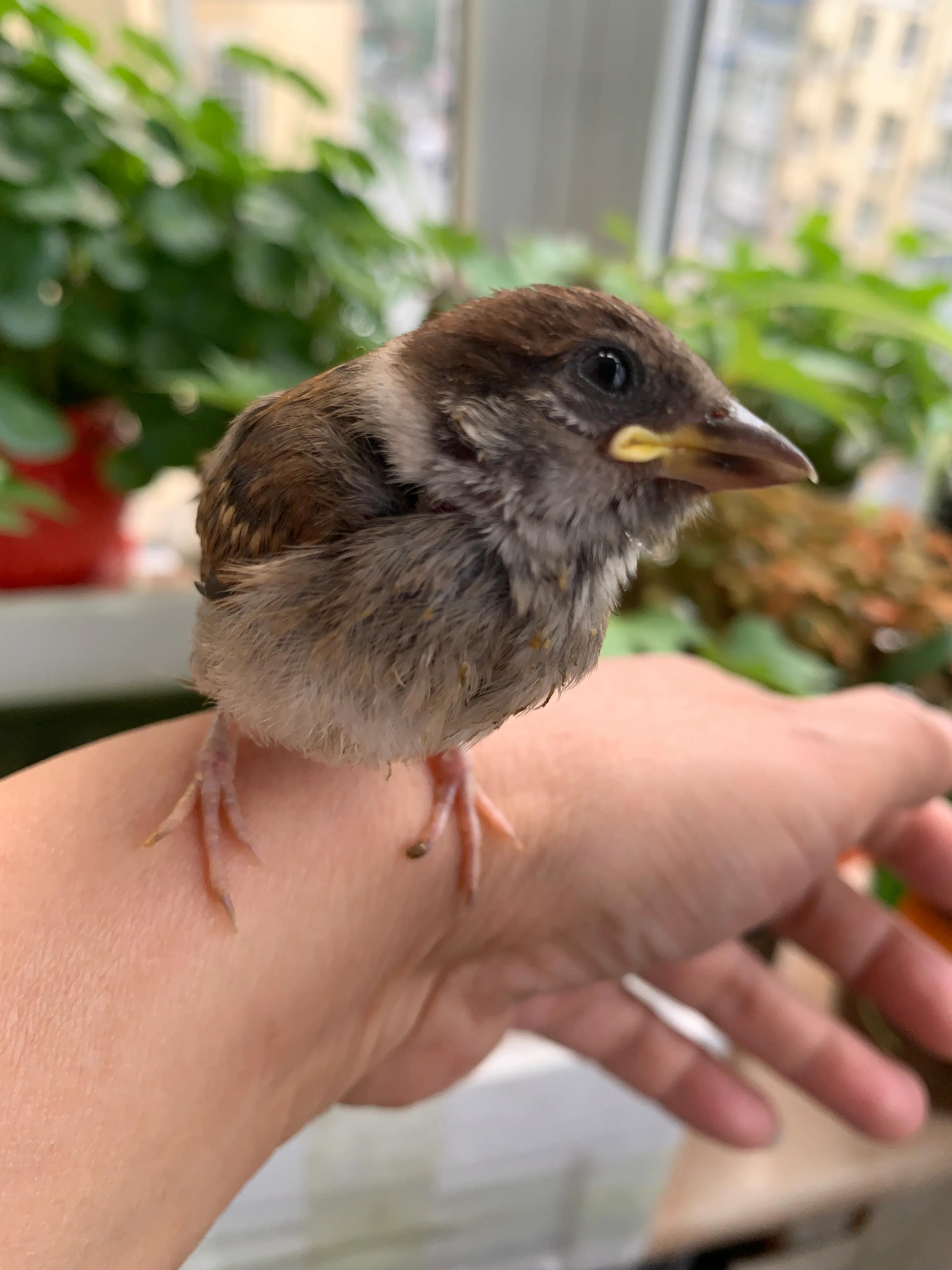 捡来的小麻雀能活吗,捡到一只小麻雀能不能放生