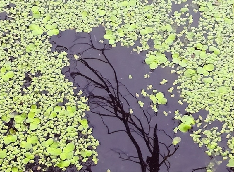 毛*东泽**谈调查研究