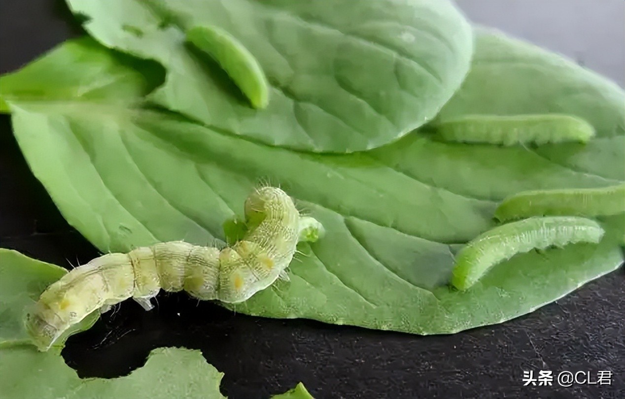 种菜遇见菜青虫，千万别打药，3个小技巧轻松解决，一定要学会