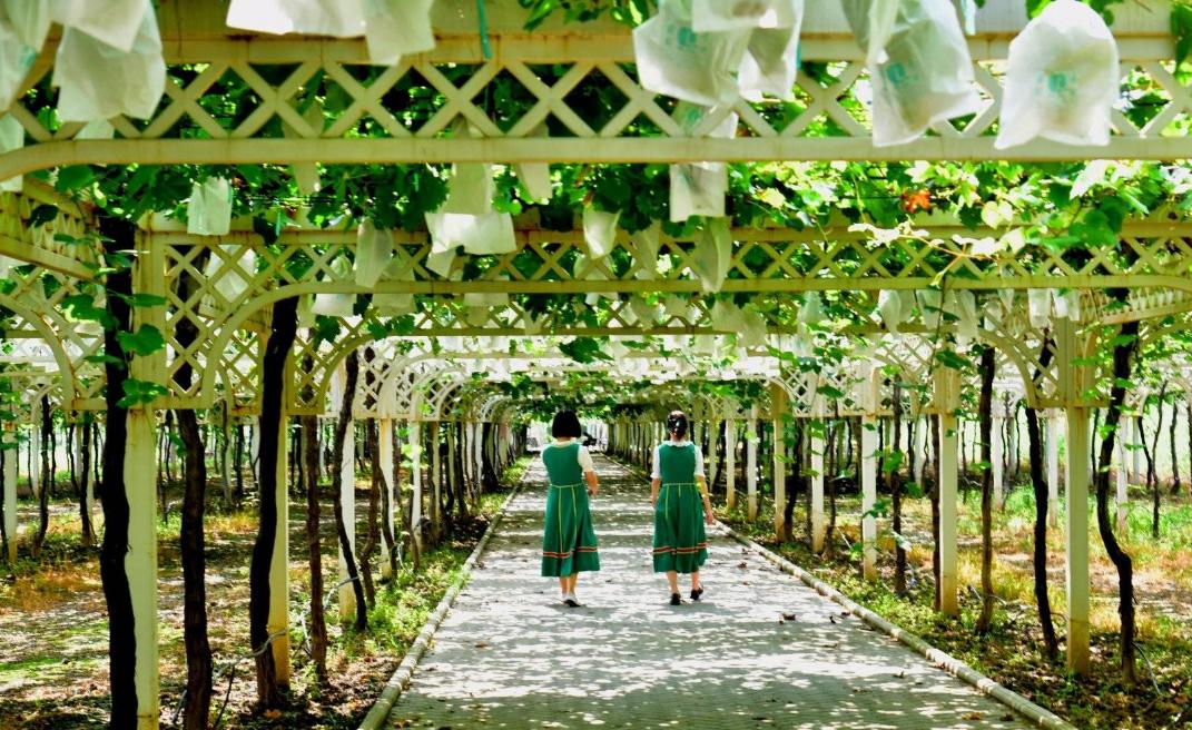 南京都市现代农业探索与发展