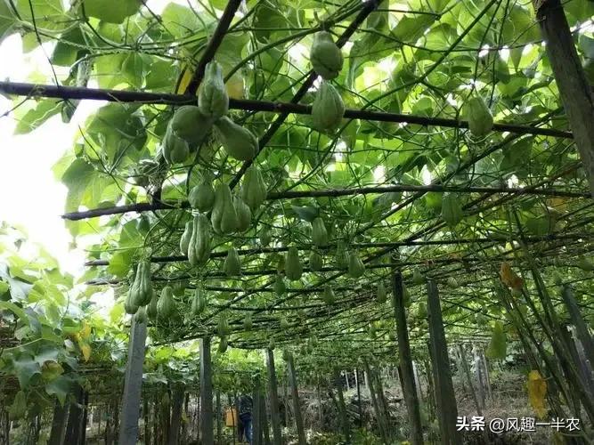 佛手瓜今年种植明年是否还能结瓜,佛手瓜要切开用里面的种子种植