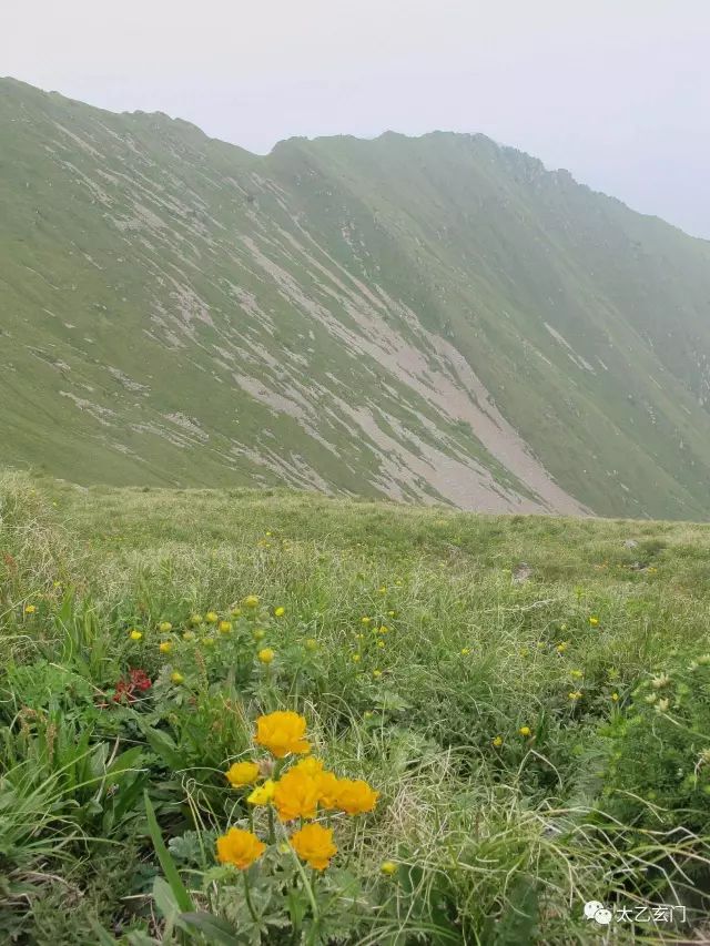 小五台山金莲花坡,小五台金莲花