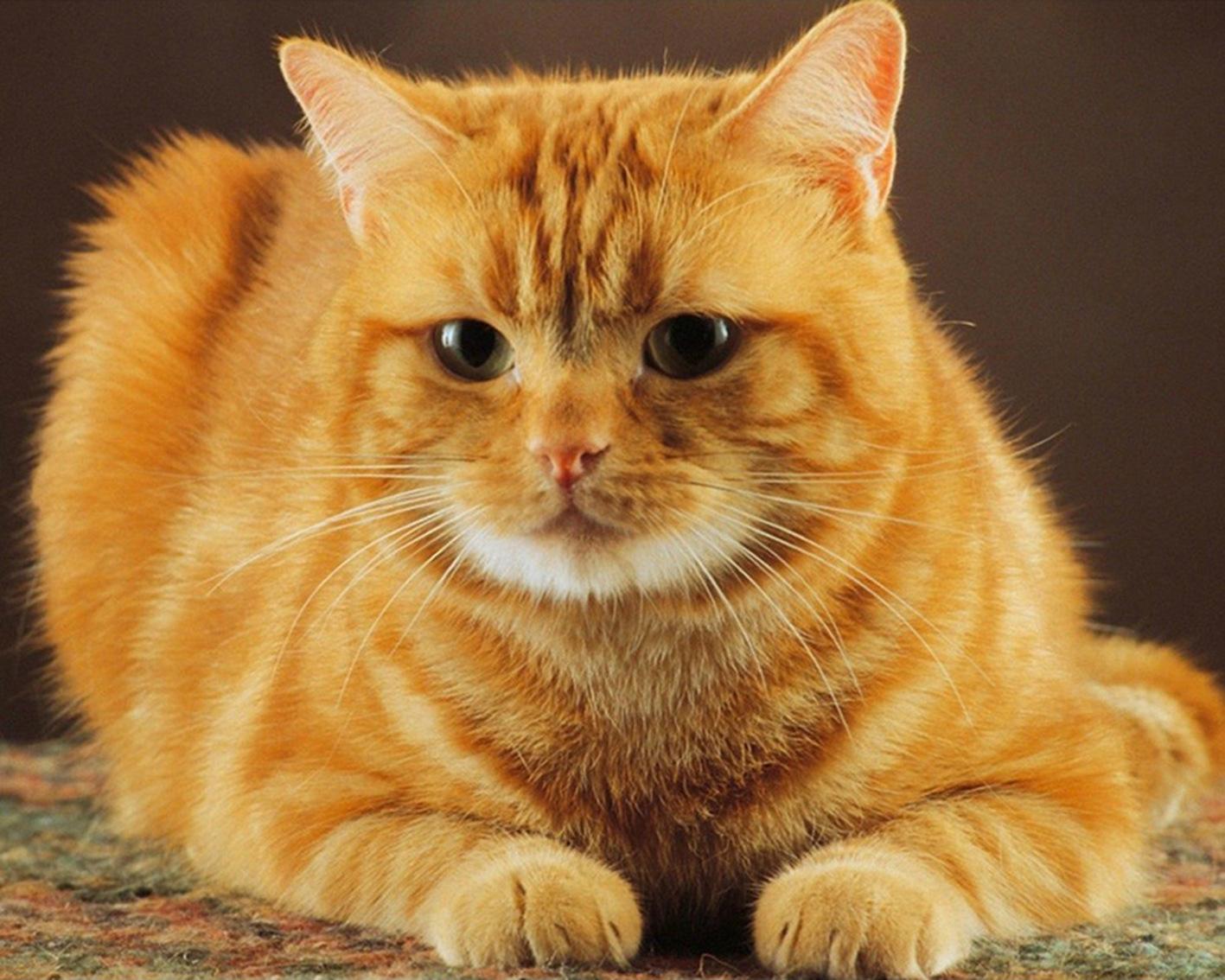 被养得好的猫咪会有哪些特征,有这几种行为的猫咪对你才是真爱