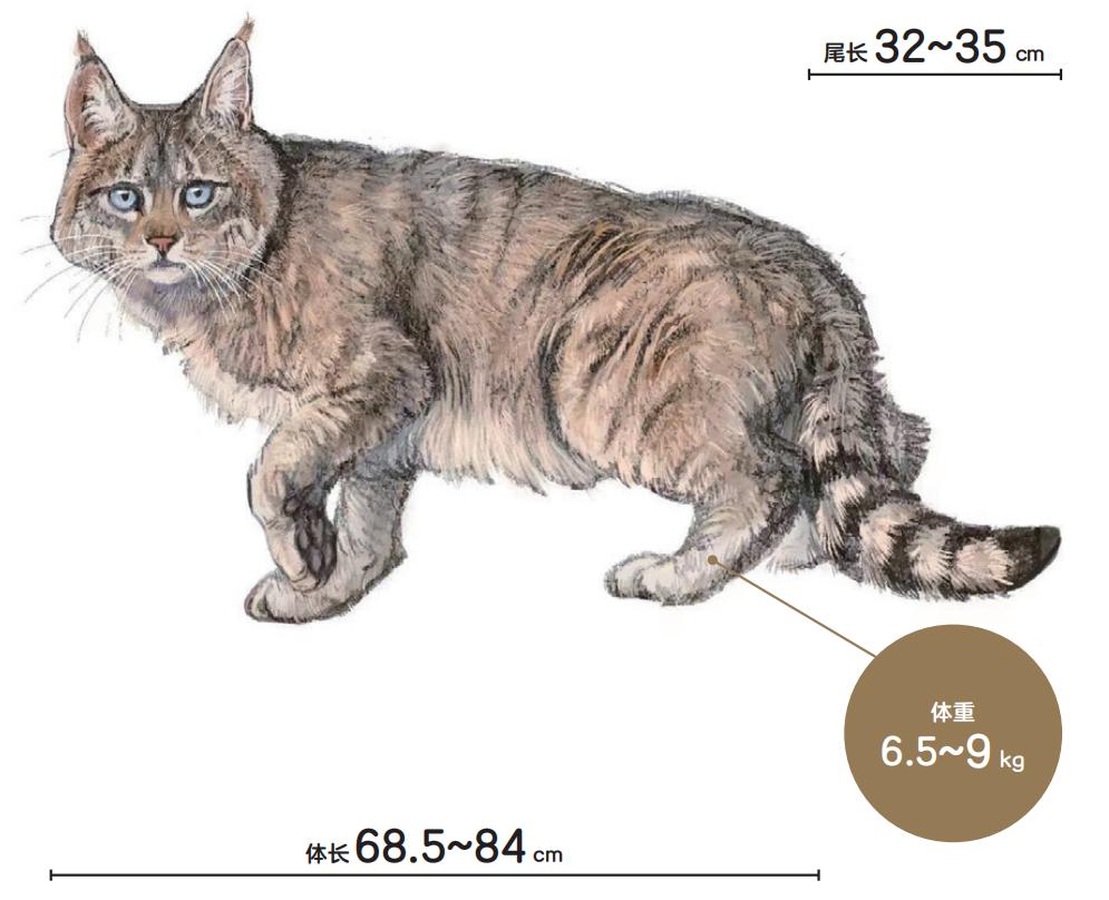 中国这13种猫猫,一种都不能少