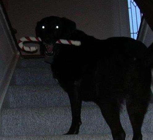 狗狗晚上老是叫怎么训练,狗狗黑眼圈是什么原因