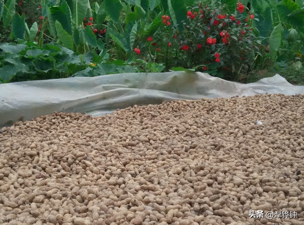 拔花生机械,拔花生娱乐