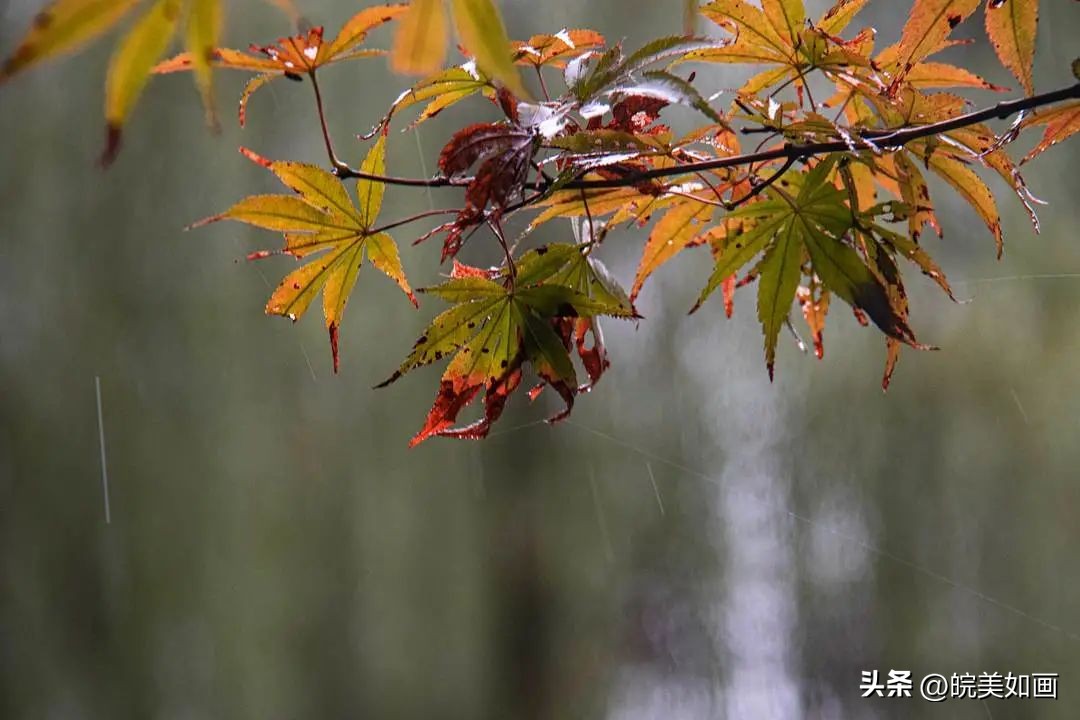 安徽大学好看的风景,高校最美秋景