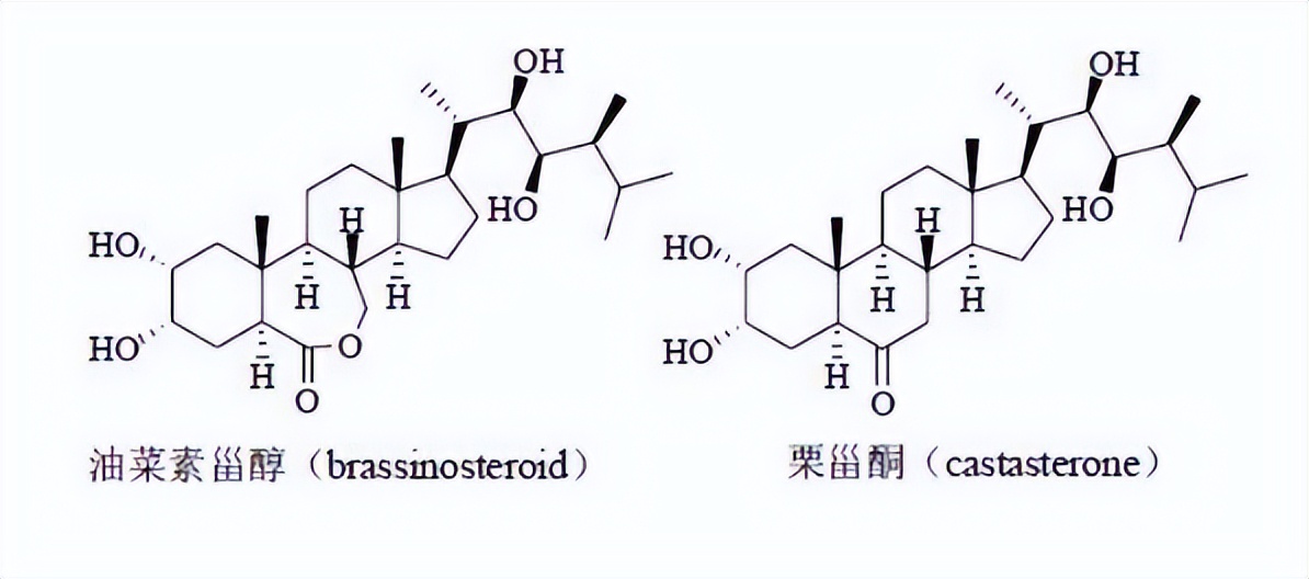 其他植物的类固醇合成难道不需要薯蓣作为参考吗？