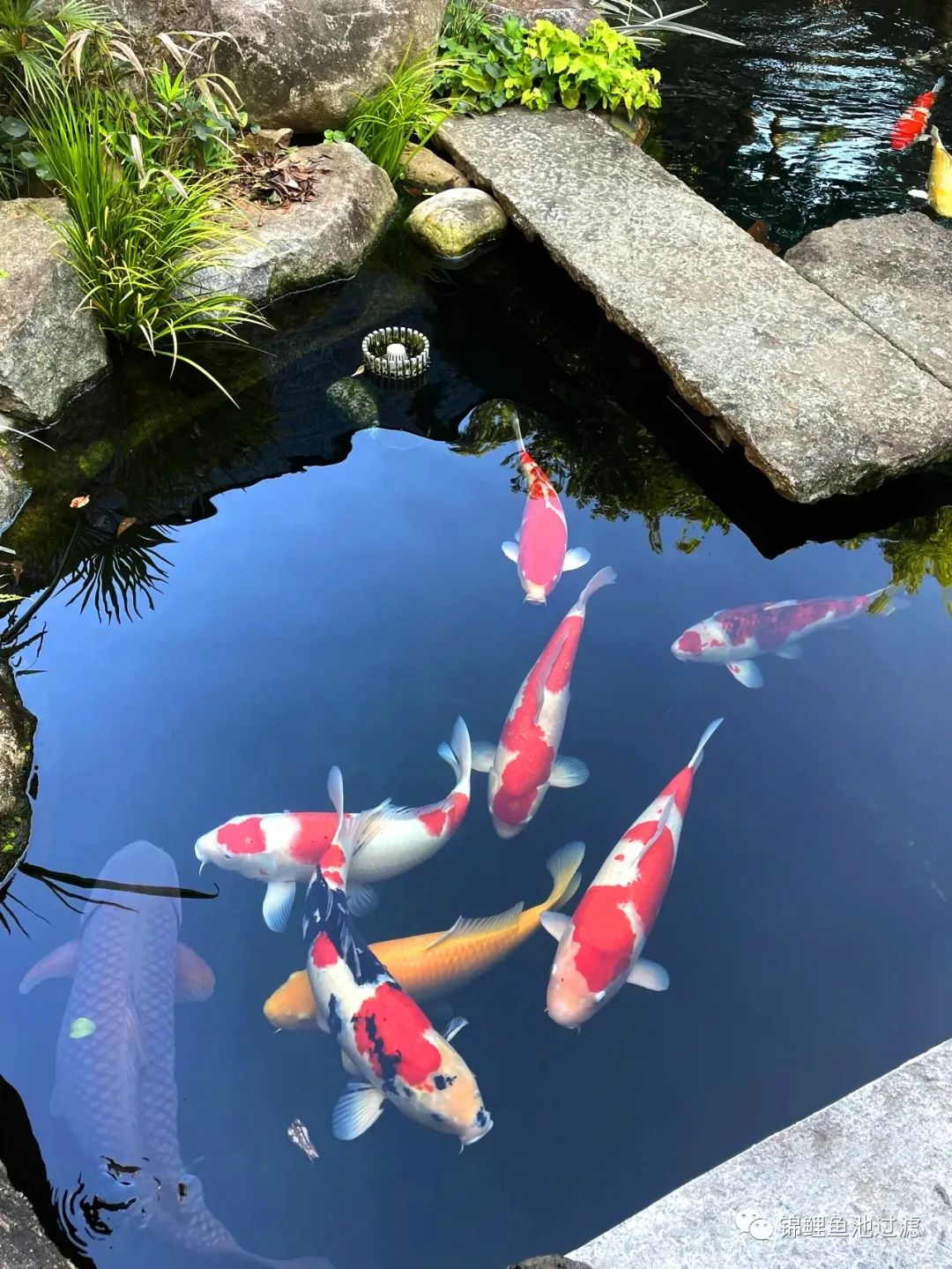 水色宜居的利弊,水色和水质是什么意思