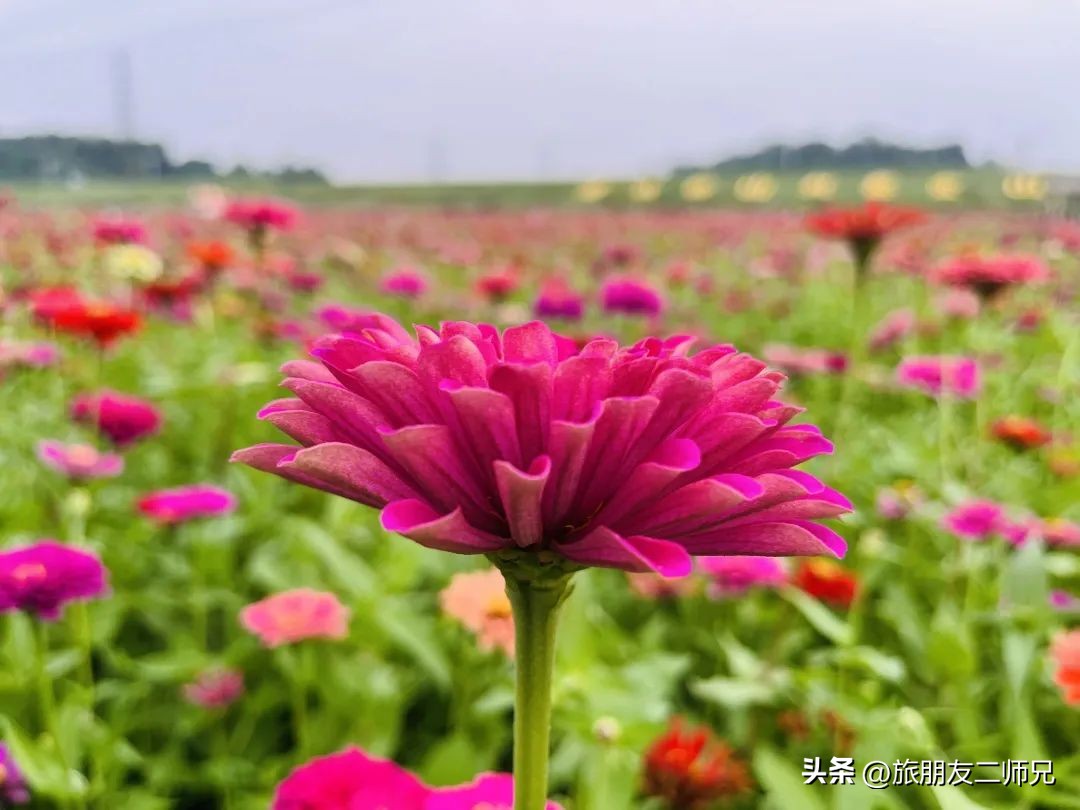 佛山三水白坭附近的旅游景点,佛山三水出发黄姚古镇旅游攻略