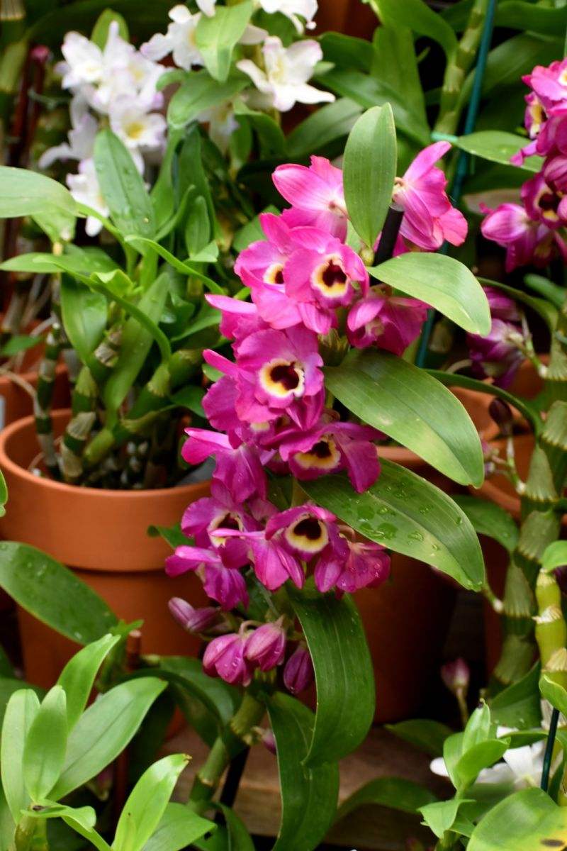 喜阴最好养的10种花,杜鹃花喜阴还是喜散光