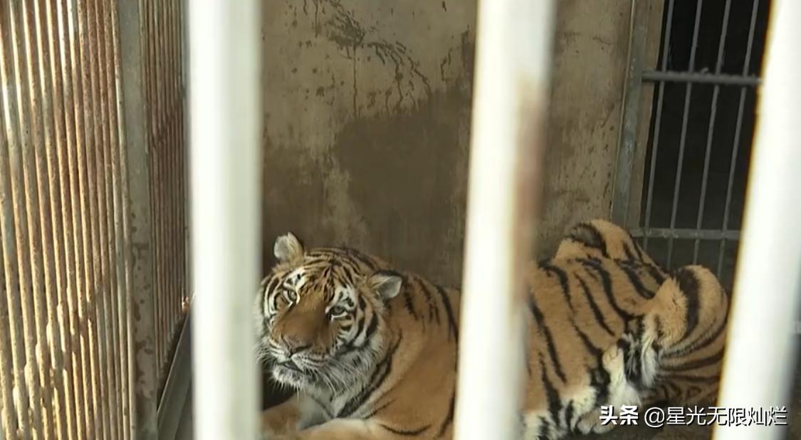 安徽宿州马戏之乡骑虎难下,宿州埇桥马戏之乡