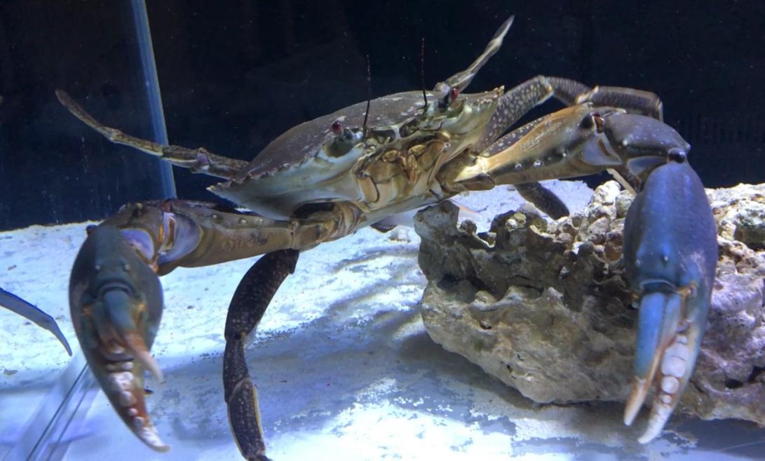 锯缘青蟹养殖用什么盐,锯缘青蟹vs凶狠圆轴蟹