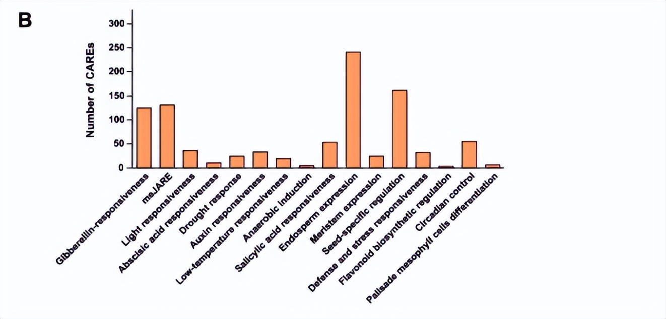 碱性亮氨酸拉链的介入，会对青钱柳根茎发育产生多大影响？