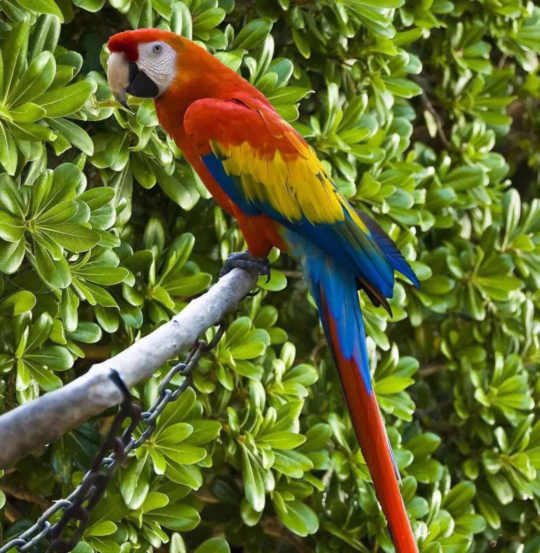 分享图片—五彩金刚鹦鹉