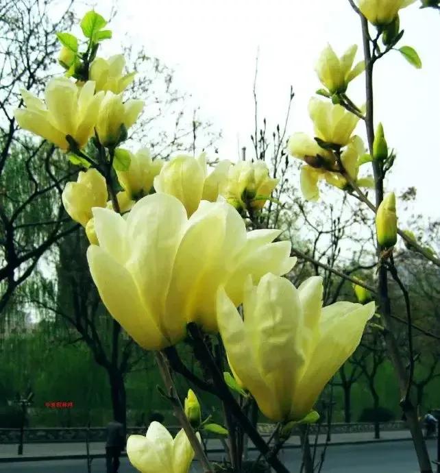 皎皎白玉兰所有视频,皎皎白玉兰插曲