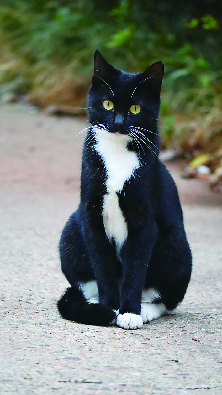 湖南工大的“HUT喵世界”火爆网络这是个啥东东？