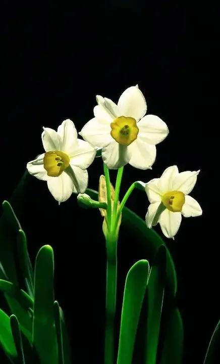 古诗词中的水仙花：飘零尘俗客再见水仙花