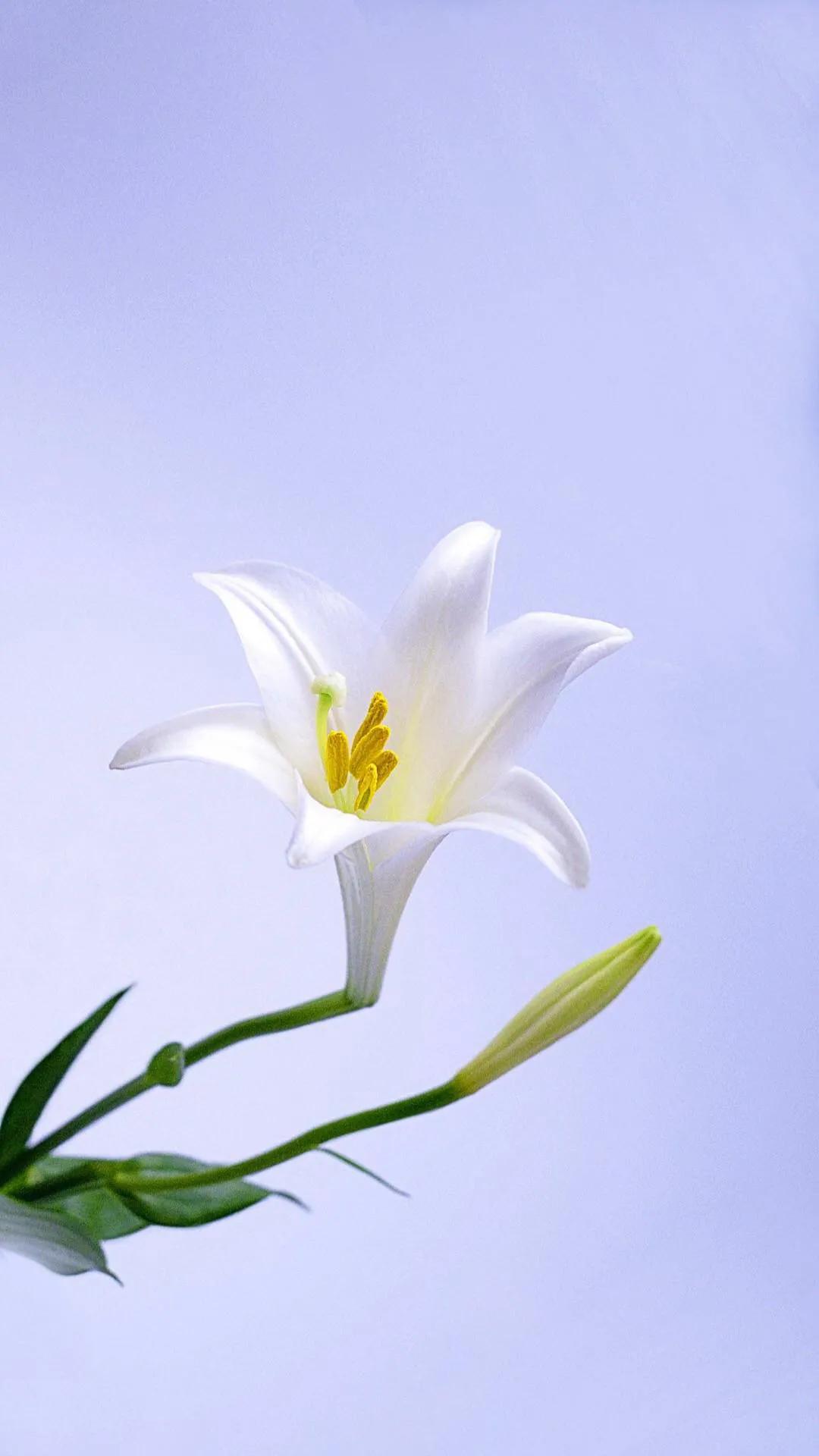 雪白的百合花,纯洁的百合花习作