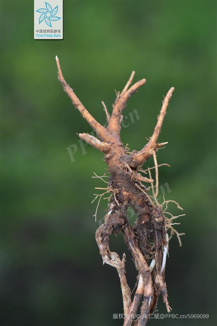 欣擎茹草踏春来·柴胡