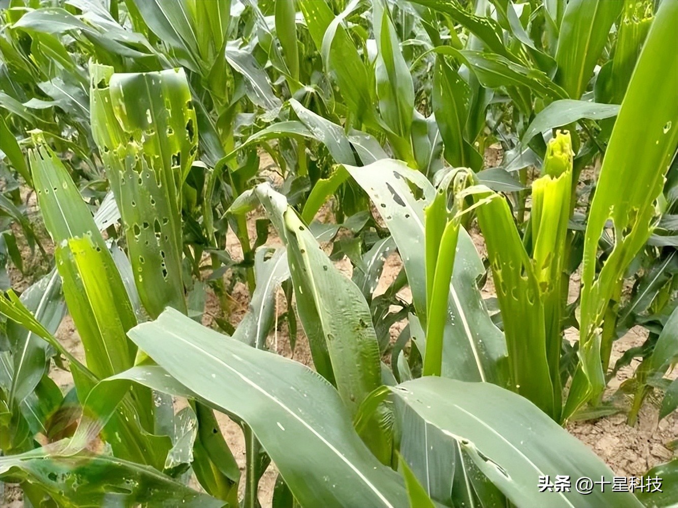 玉米抗虫品种审定,2022年抗虫的玉米种