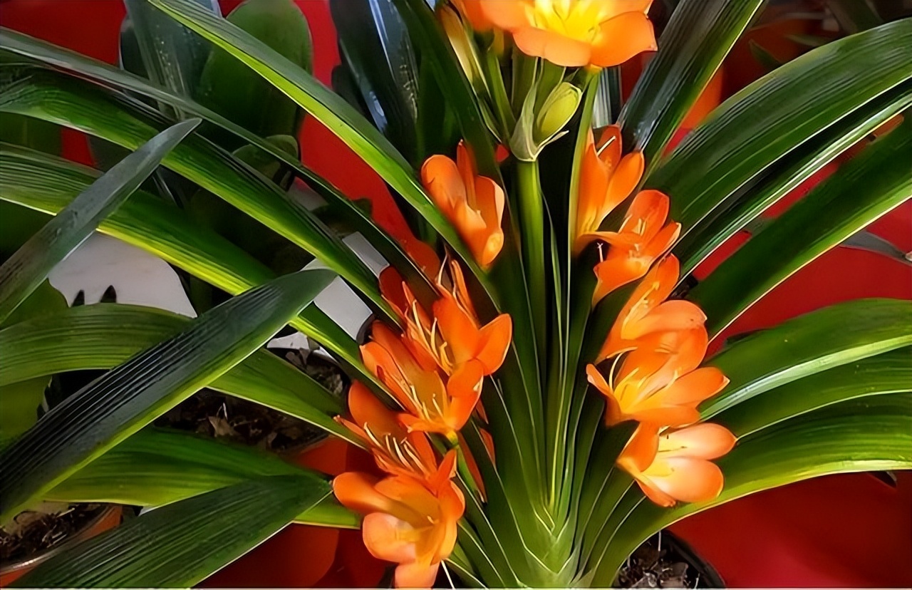 花多多2号和磷酸二氢钾有什么区别，老一辈：都是智商税，别用了