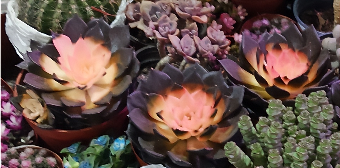 多肉怎么才能出锦3个步骤少不了,新手小白入坑多肉