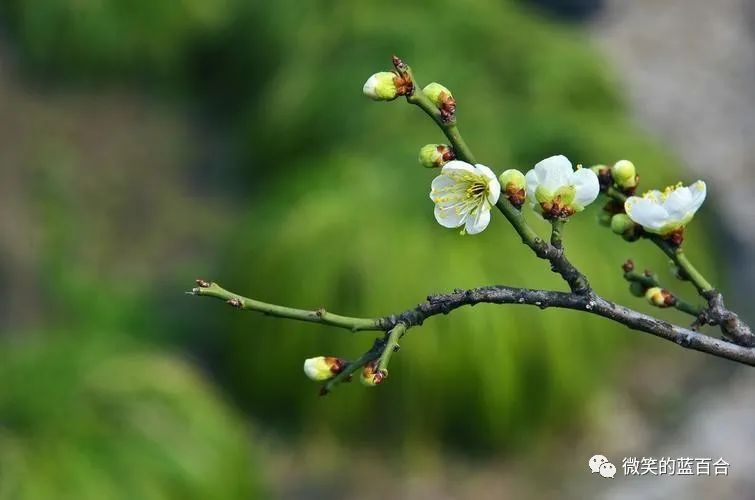 岁月安生时光静好,岁月静好万物皆期待