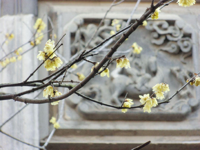 苏州市吴江黎里古镇,苏州黎里古镇简介