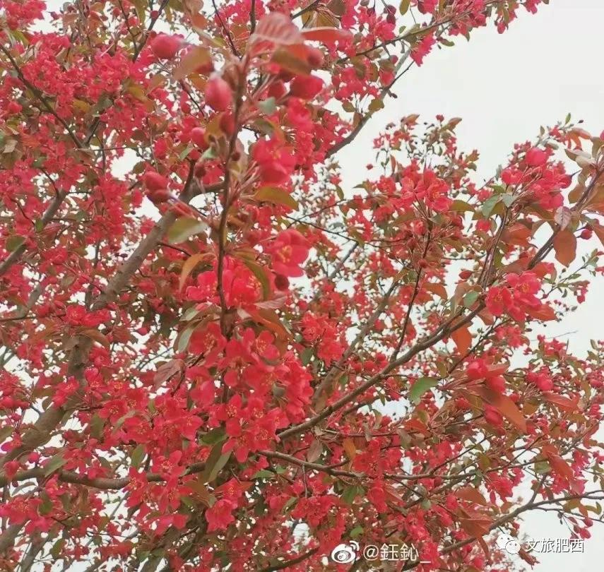 原来，在社交平台中，肥西的真实风景是这样的
