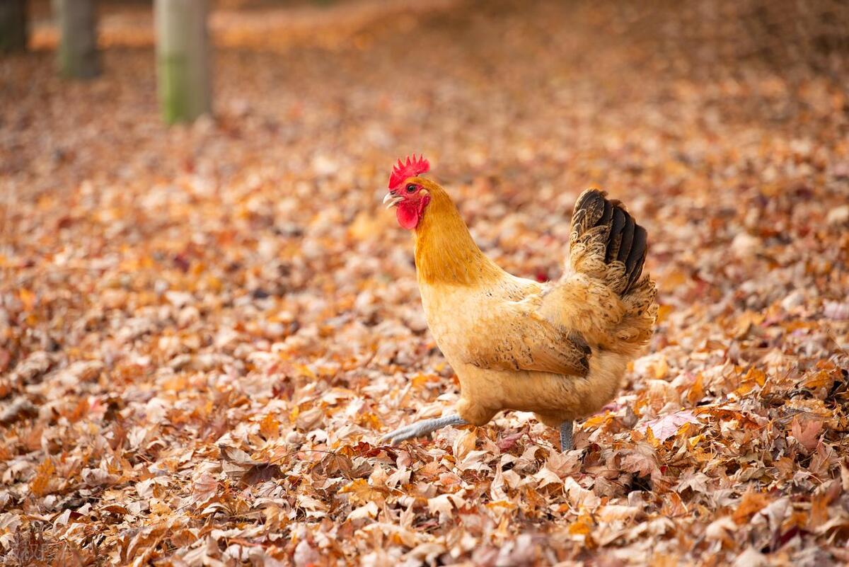 35元一只土鸡利润,200元一只土鸡一年利润有多少