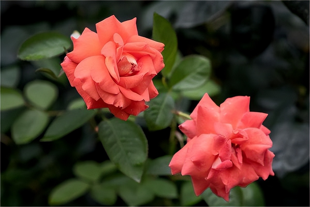 一个女人到底爱不爱你怎么看出来,女人爱你真实表现