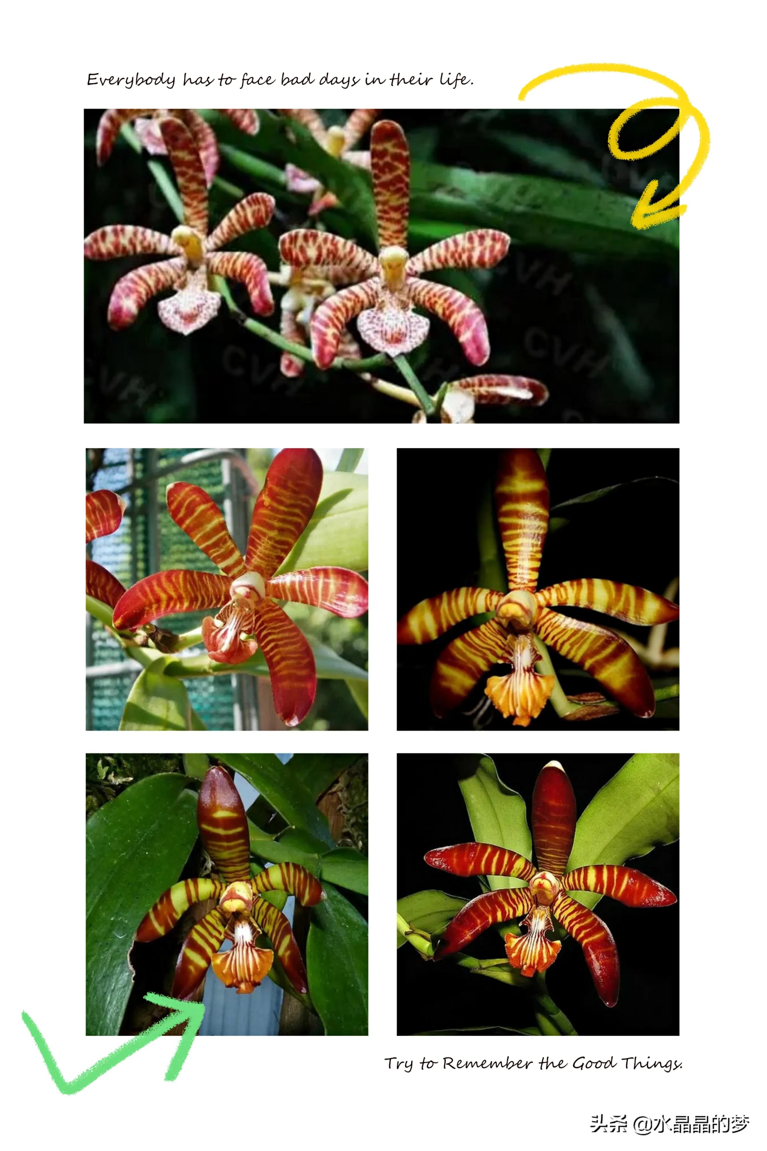 长得像兰花的兰花品种,奇葩兰花品种图片大全