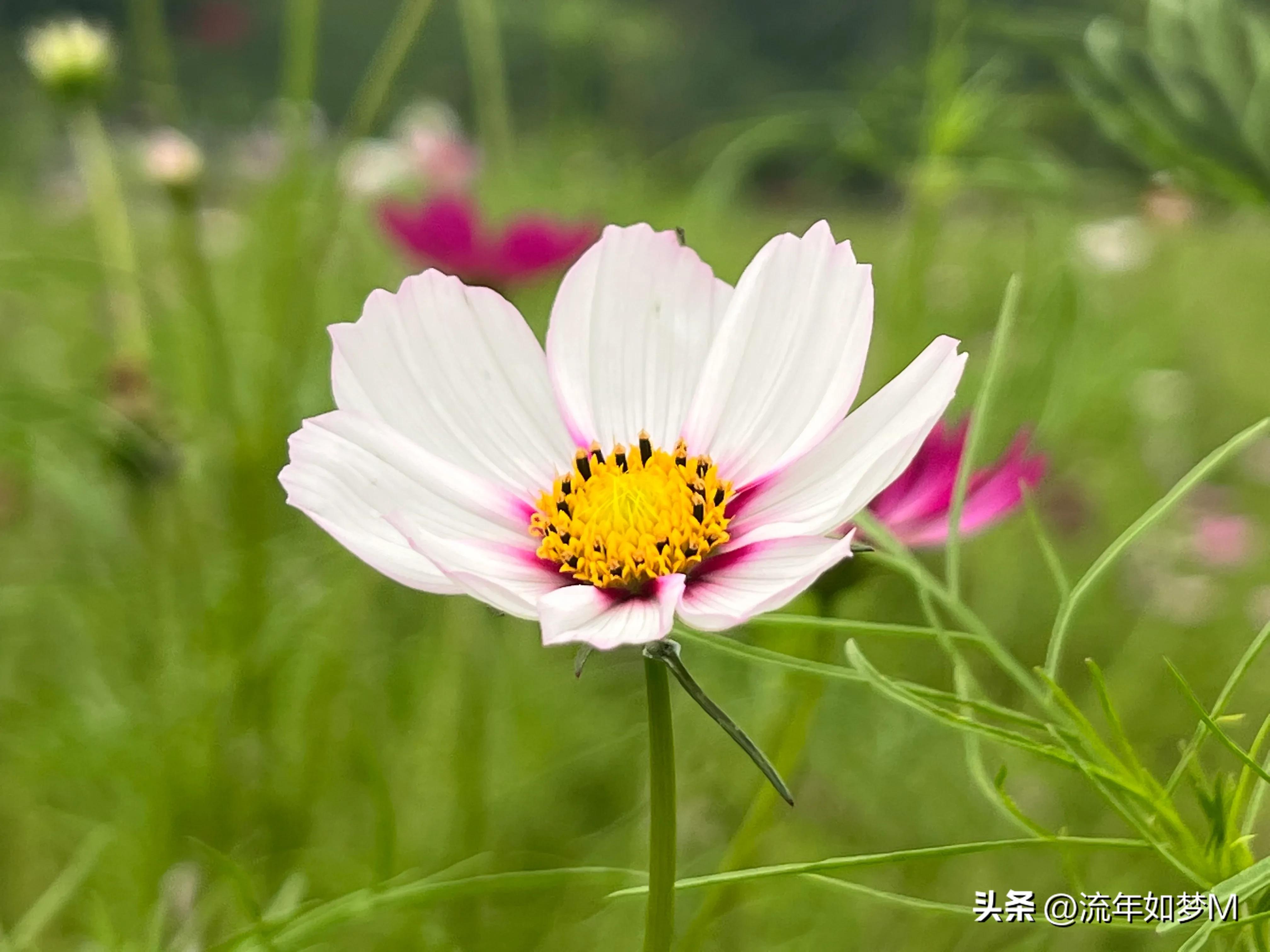 “桐歌一曲”带给我的喜欢和感动