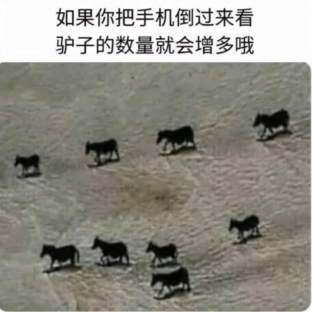 神回复：真假美猴王？哪个才是真的蜜雪冰城？神评亮了啊